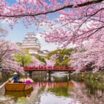 The Cultural Significance of Cherry Blossoms in Japan