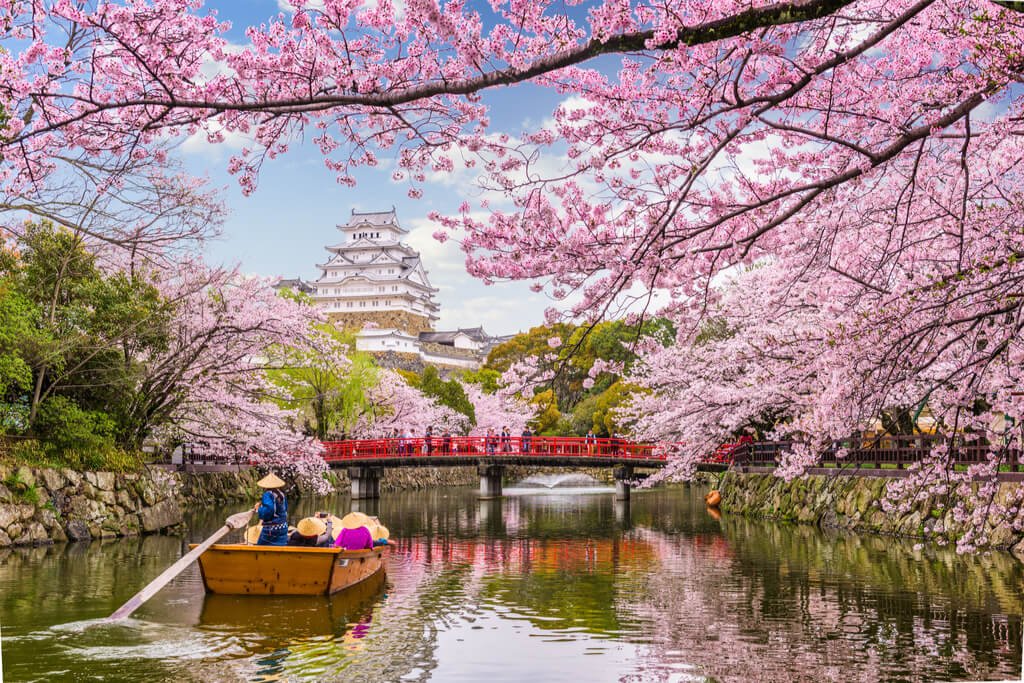 The Cultural Significance of Cherry Blossoms in Japan