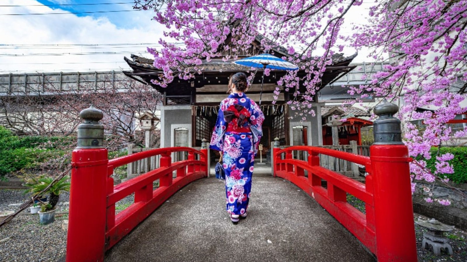 The Significance of Cherry Blossoms in Japanese Culture