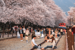 Cherry Blossom Festivals